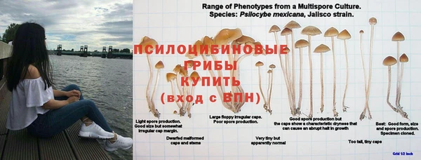 гидра Корсаков